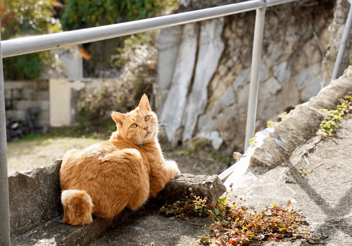 坂道で寝転ぶ猫